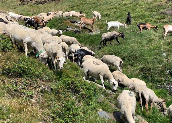 Un ramat d’unes 900 ovelles, a la unitat pastoral del Comapedrosa